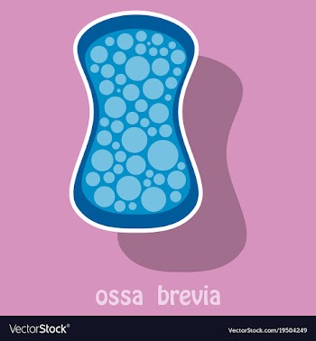 Bone sticker icon single high quality outline vector image