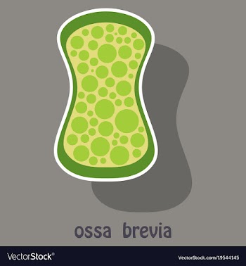 Bone sticker icon single high quality outline vector image