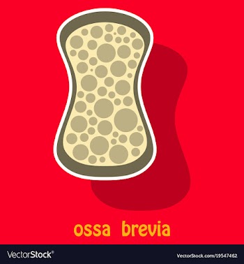 Bone sticker icon single high quality outline vector image