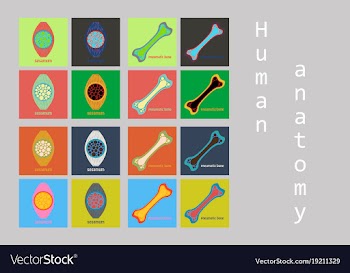 Bone structure details vector image