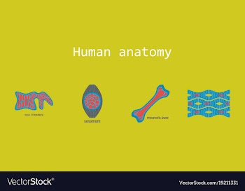 Bone structure details vector image