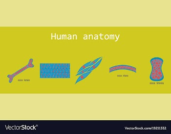 Bone structure details vector image