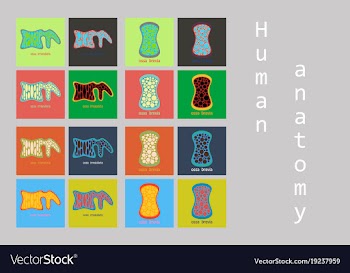 Bone structure details vector image