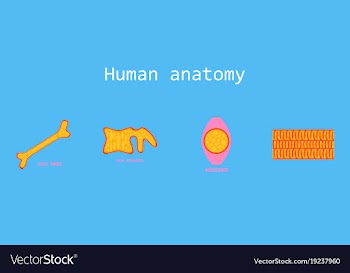 Bone structure details vector image