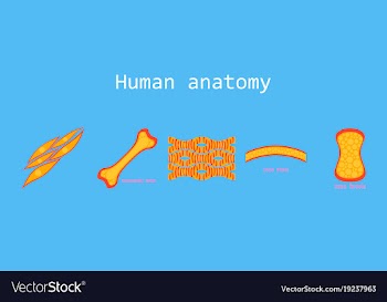 Bone structure details vector image