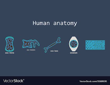 Bone structure details vector image