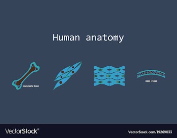 Bone structure details vector image