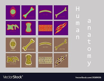 Bone structure details vector image
