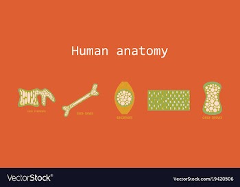Bone structure details vector image