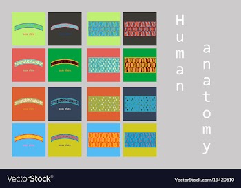 Bone structure details vector image