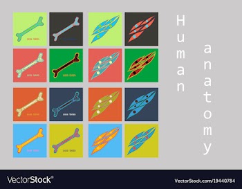 Bone structure details vector image