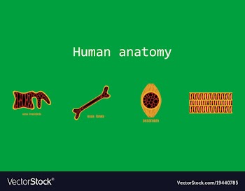 Bone structure details vector image