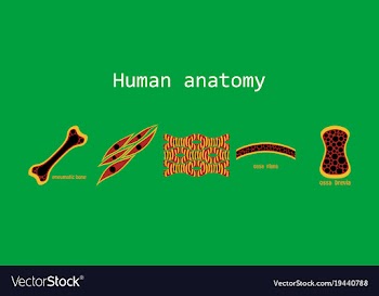 Bone structure details vector image