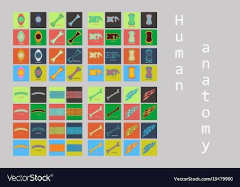 Bone structure details vector image