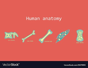 Bone structure details vector image