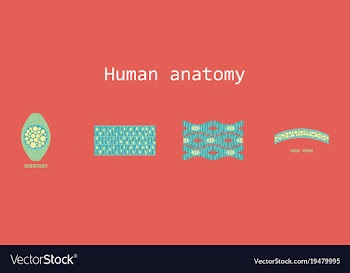 Bone structure details vector image