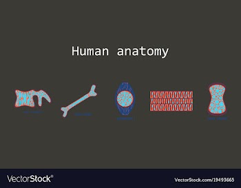 Bone structure details vector image