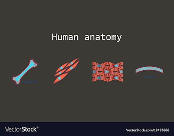 Bone structure details vector image