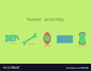 Bone structure details vector image