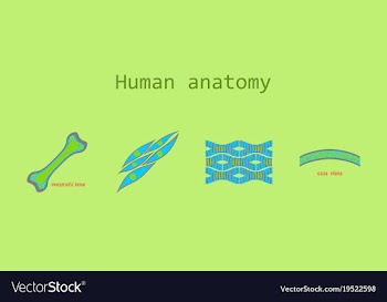 Bone structure details vector image