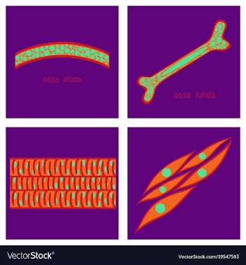 Bone structure details vector image