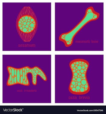 Bone structure details vector image