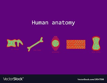 Bone structure details vector image