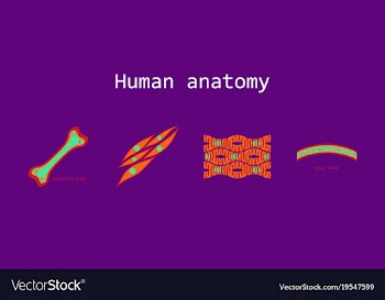 Bone structure details vector image