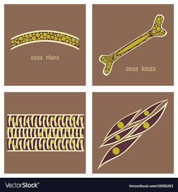 Bone structure details vector image