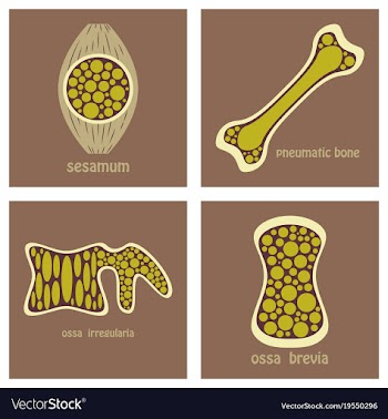 Bone structure details vector image