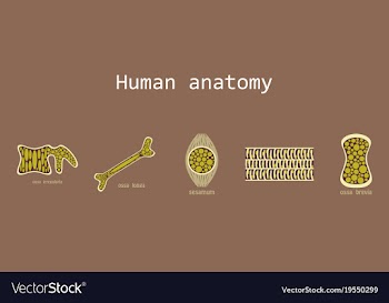 Bone structure details vector image