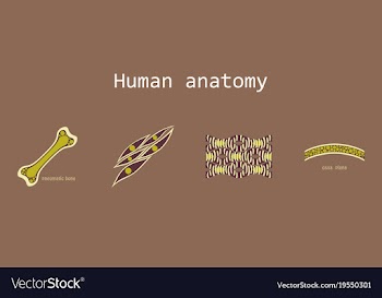 Bone structure details vector image