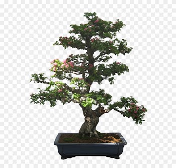 Bonsai Cliparts 9, Buy Clip Art - Bonsai Tree Bonsai Silhouette
