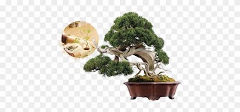 Bonsai Miniature Trees Are Earning International Accolades - 盆栽 松