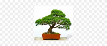 Bonsai Pine Tree Greeting Card