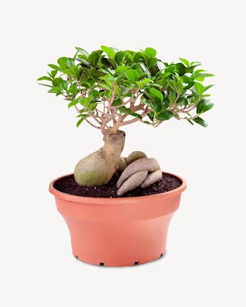 Bonsai plant collage element psd | Free PSD - rawpixel