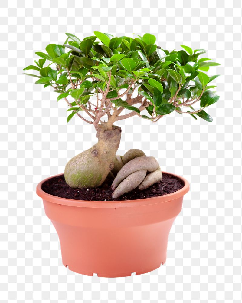 Bonsai plant png sticker, transparent | Free PNG - rawpixel