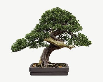 Bonsai tree houseplant collage element | Free PSD - rawpixel