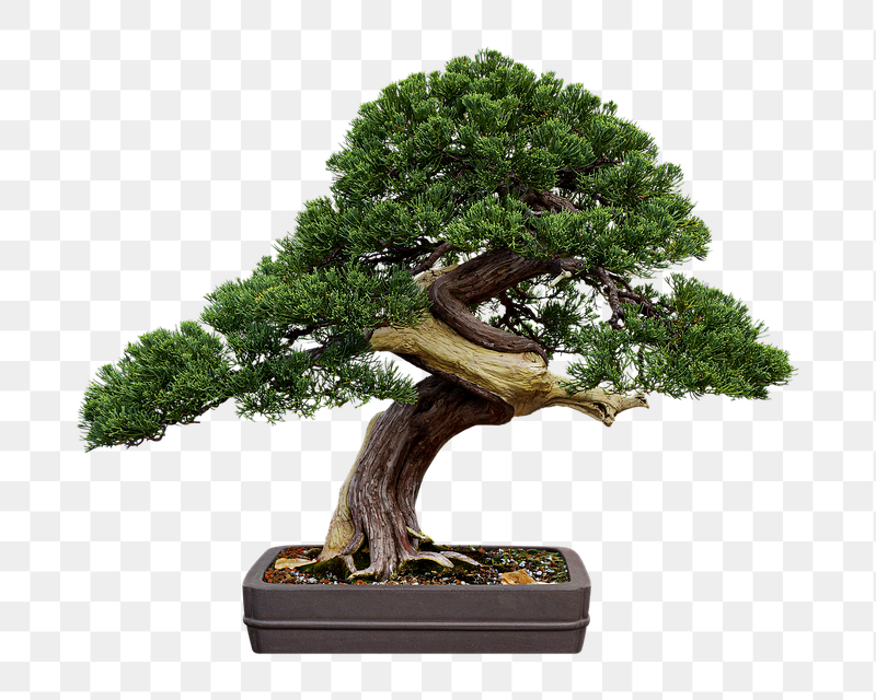 Bonsai tree houseplant png sticker, | Free PNG - rawpixel