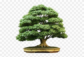 Bonsai-zezinho - Bonsai Tree