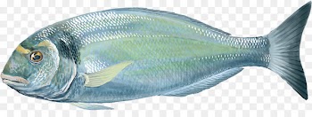 Bony fishes Gilt-head bream Oily fish - fish 