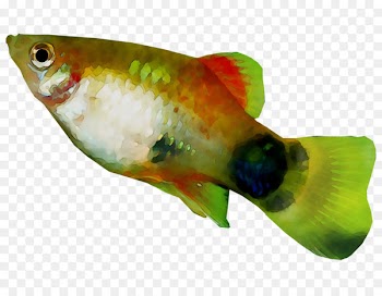 Bony fishes Marine biology Fauna -  