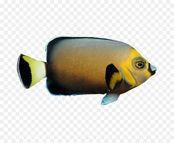 Bony fishes Marine biology Fauna Coral reef fish - fish 