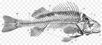 Bony fishes Skeleton Bone Fish anatomy - dead fish 