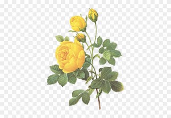 Book Consultation - Yellow Rose Botanical Illustration