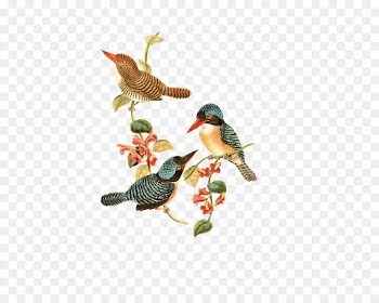 Book Of Proverbs, Bible, Proverbs 10, Bird, Hummingbird PNG