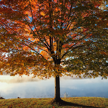 Boone NC Fall Color Festival Guide 2019