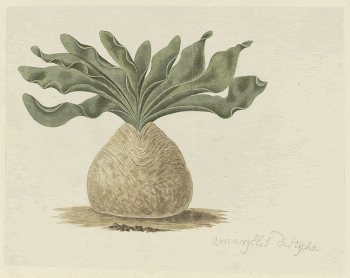 Boophone haemanthoides F.M. Leighton (Hottentots | Free Photo - rawpixel