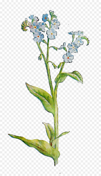 Borages Herbaceous plant Plant stem Flower -  
