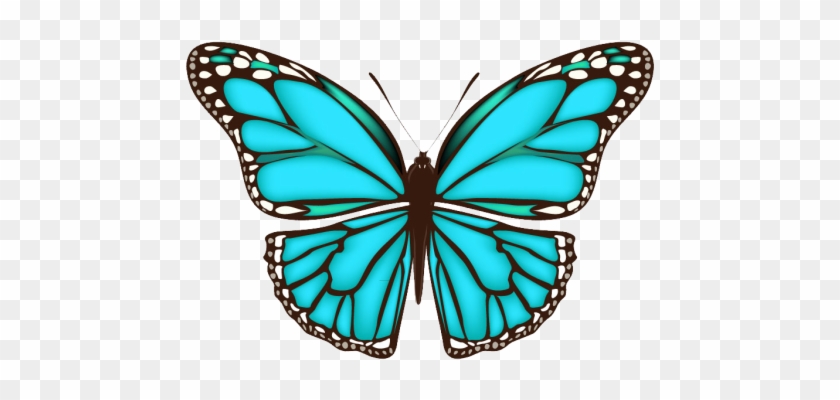 Borboleta Azul - Borboleta Azul